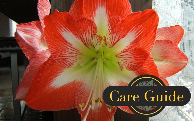 Amaryllis Care Guide - Rockaway Sustainable Landscaping - Jacksonville FL