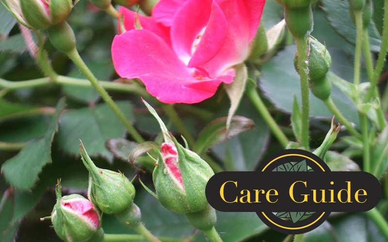 Knock Out Roses Care, Planting & Pruning