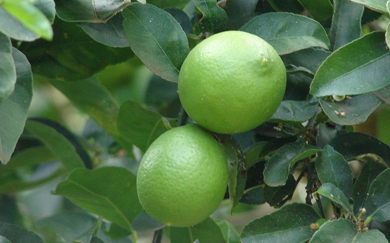 Citrus Variety Guide - Rockaway Sustainable Landscaping - Jacksonville FL