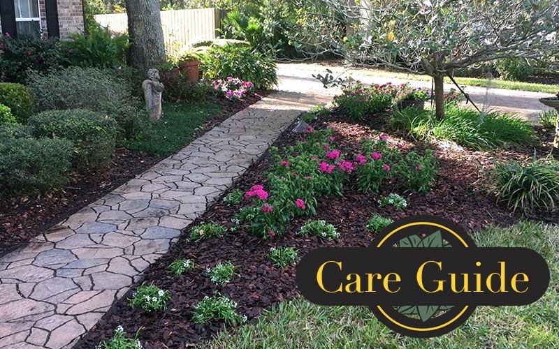 Landscape Aftercare Guidelines Rockaway Sustainable Landscaping Jacksonville Fl 5625