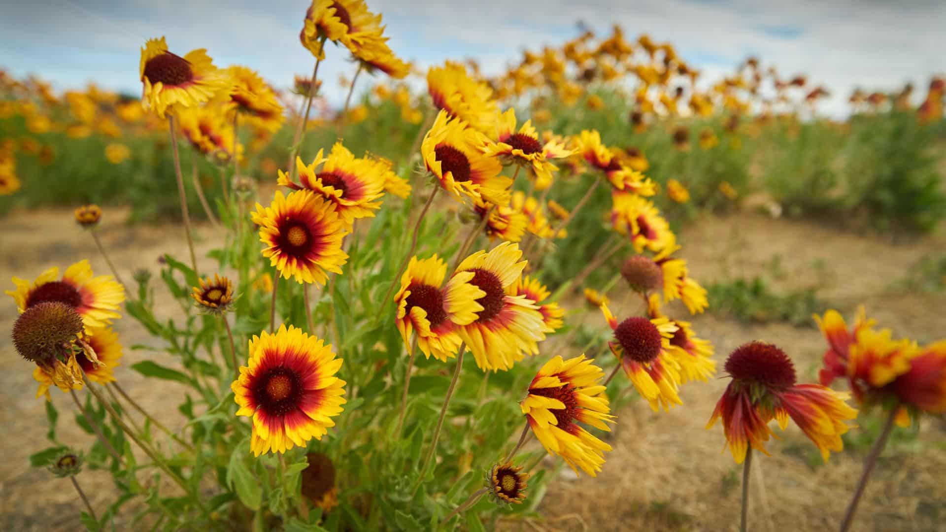 salt tolerant Gaillardia