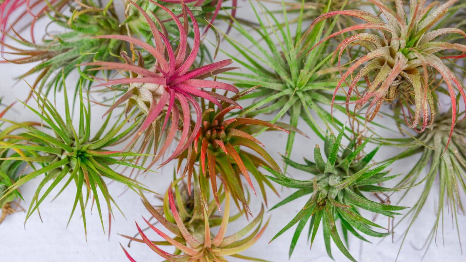 Air Plant Varieties, Care, and Display