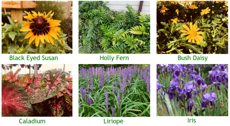 TOUGH FLORIDA PERENNIALS FOR SPECIFIC CONDITIONS - Rockaway Sustainable ...