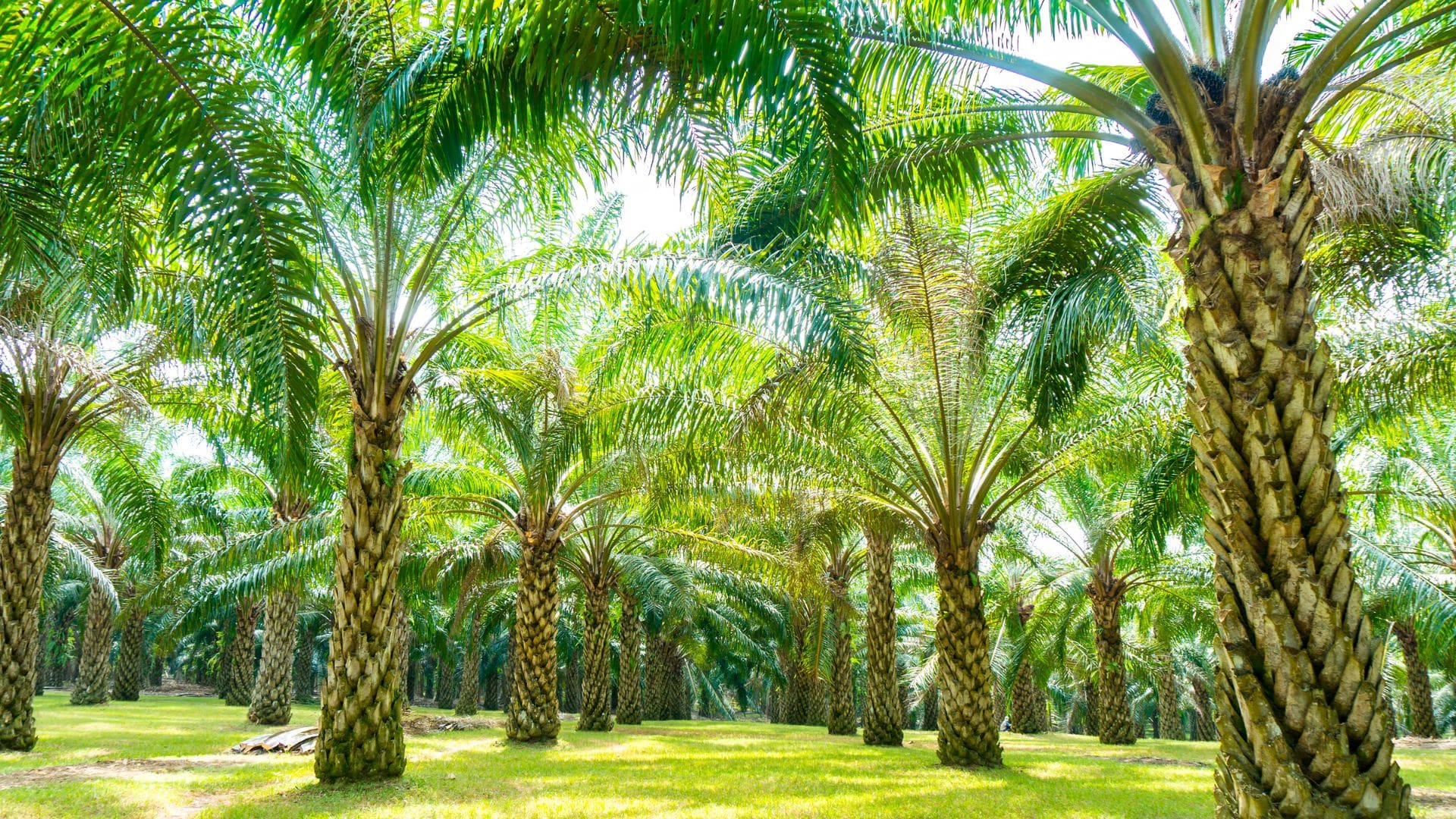 Palm Tree Trimming