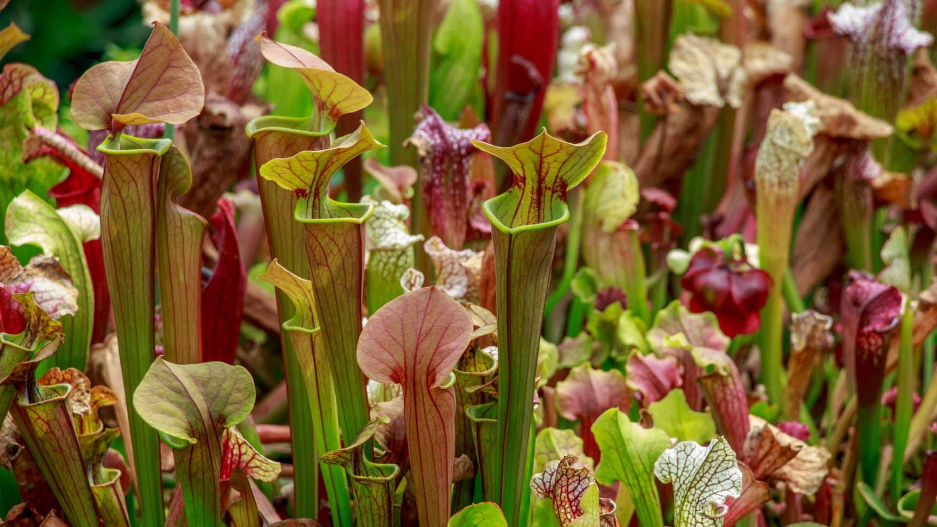 Carnivous Plant Varieties