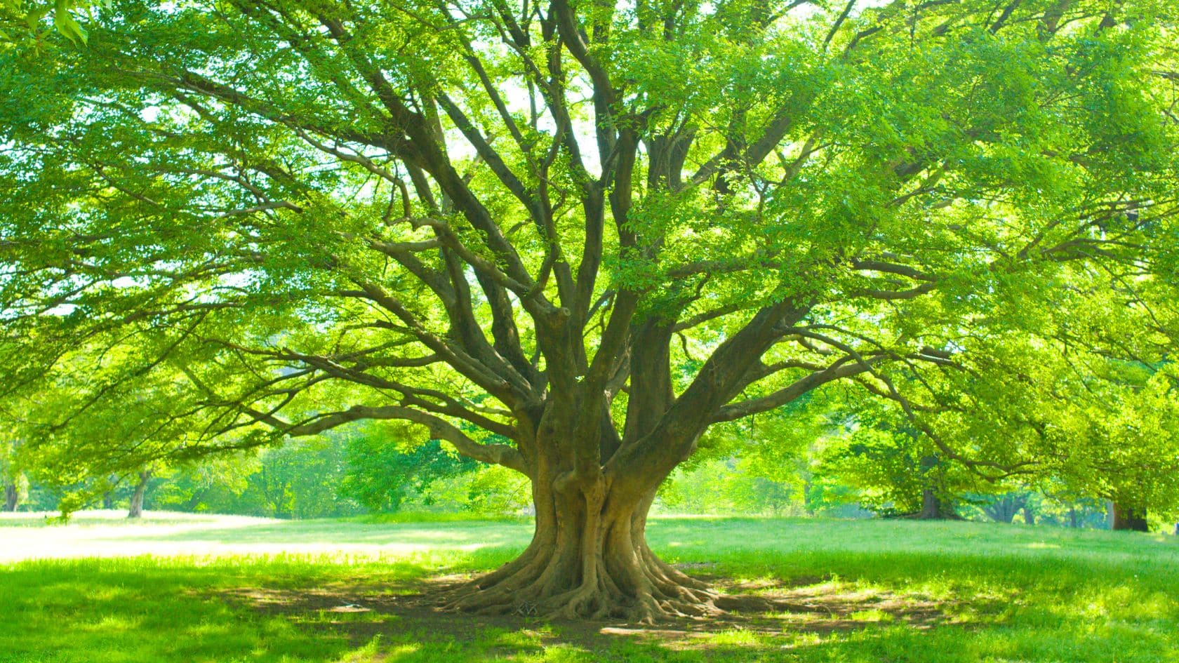 Arbor Day Jacksonville