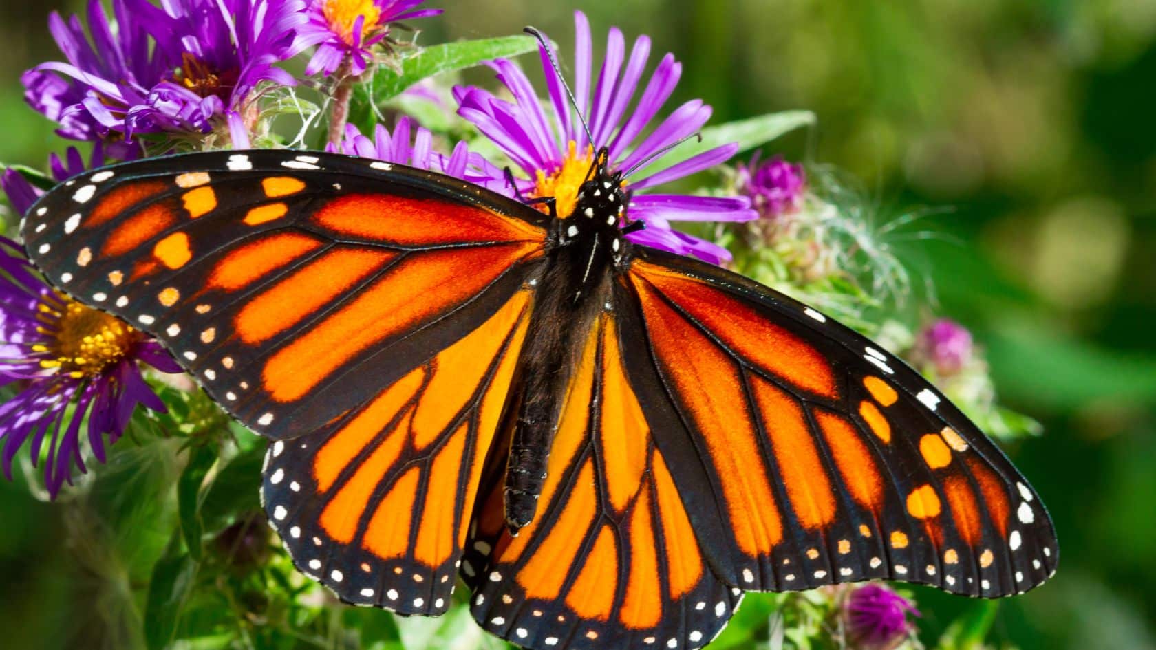 Monarch butterfly